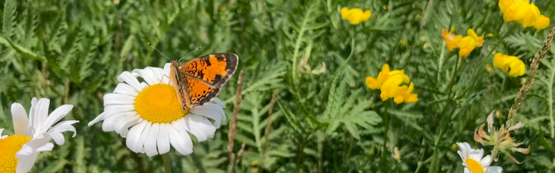The Butterfly Effect: Small Things Pay Off