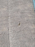 DART      1963 Front Seat 671217
